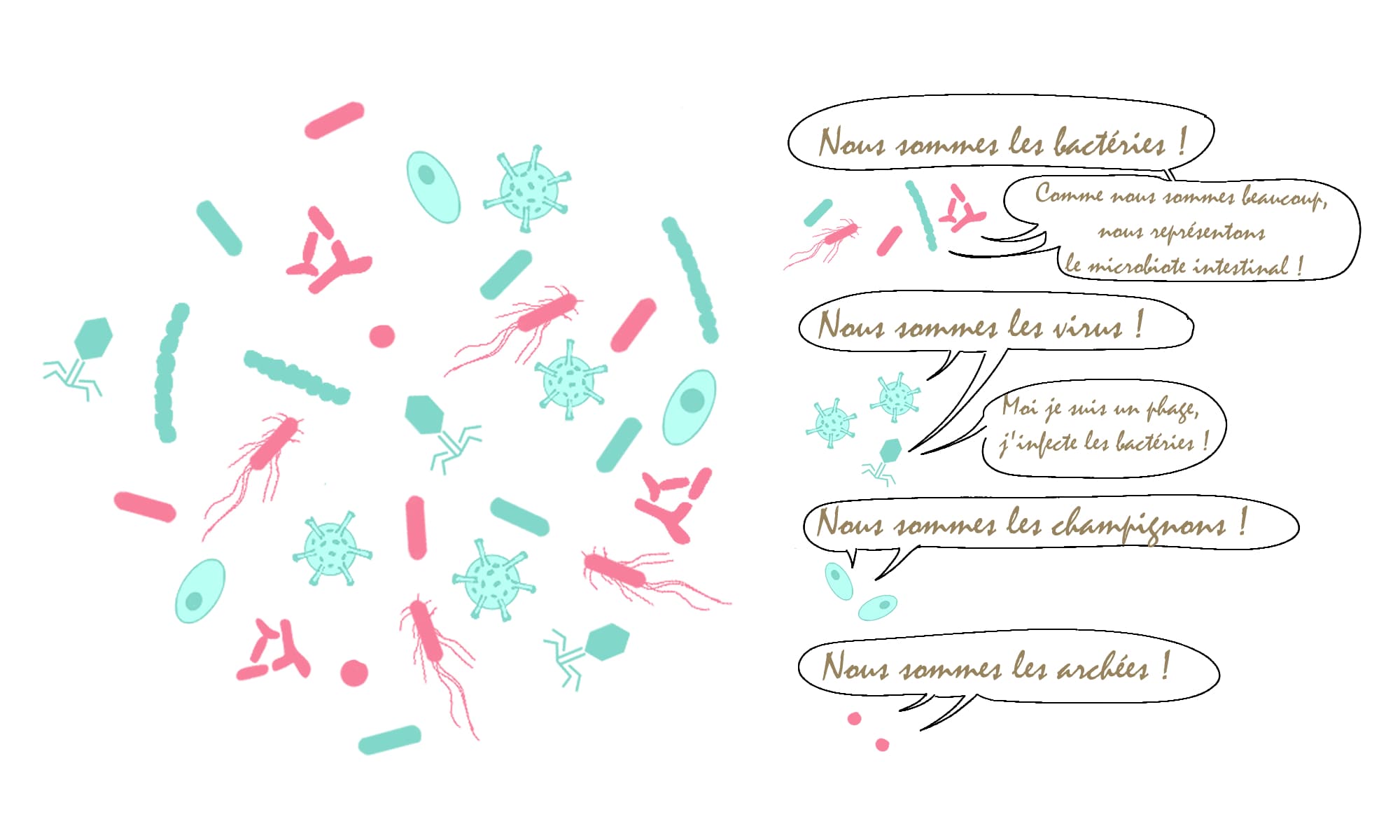 Micro-organismes composant le microbiote intestinal de l'humain