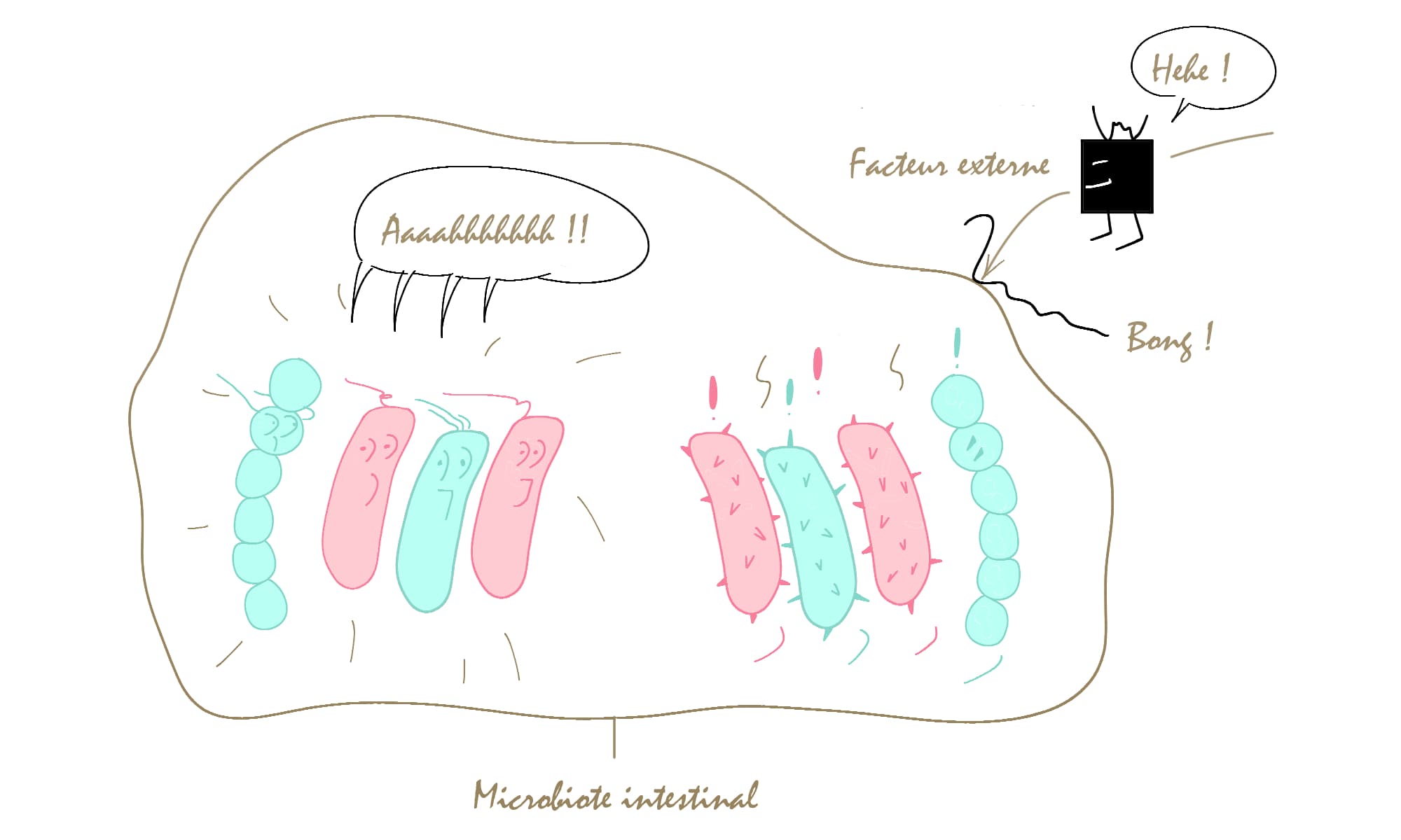 L'arrivée d'un facteur externe impact l'équilibre du microbiote intestinal