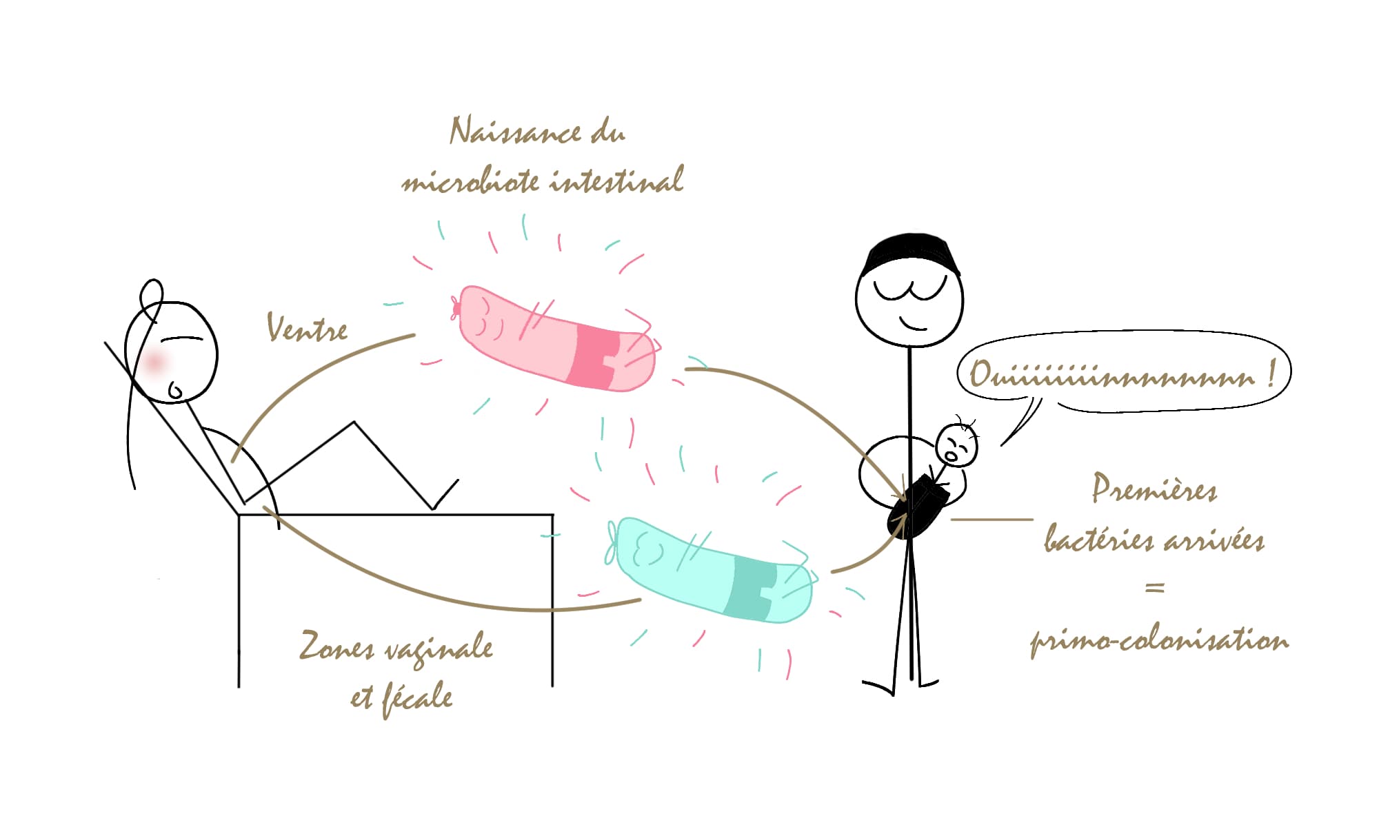 Le mode d'accouchement impact la composition initiale du microbiote intestinal