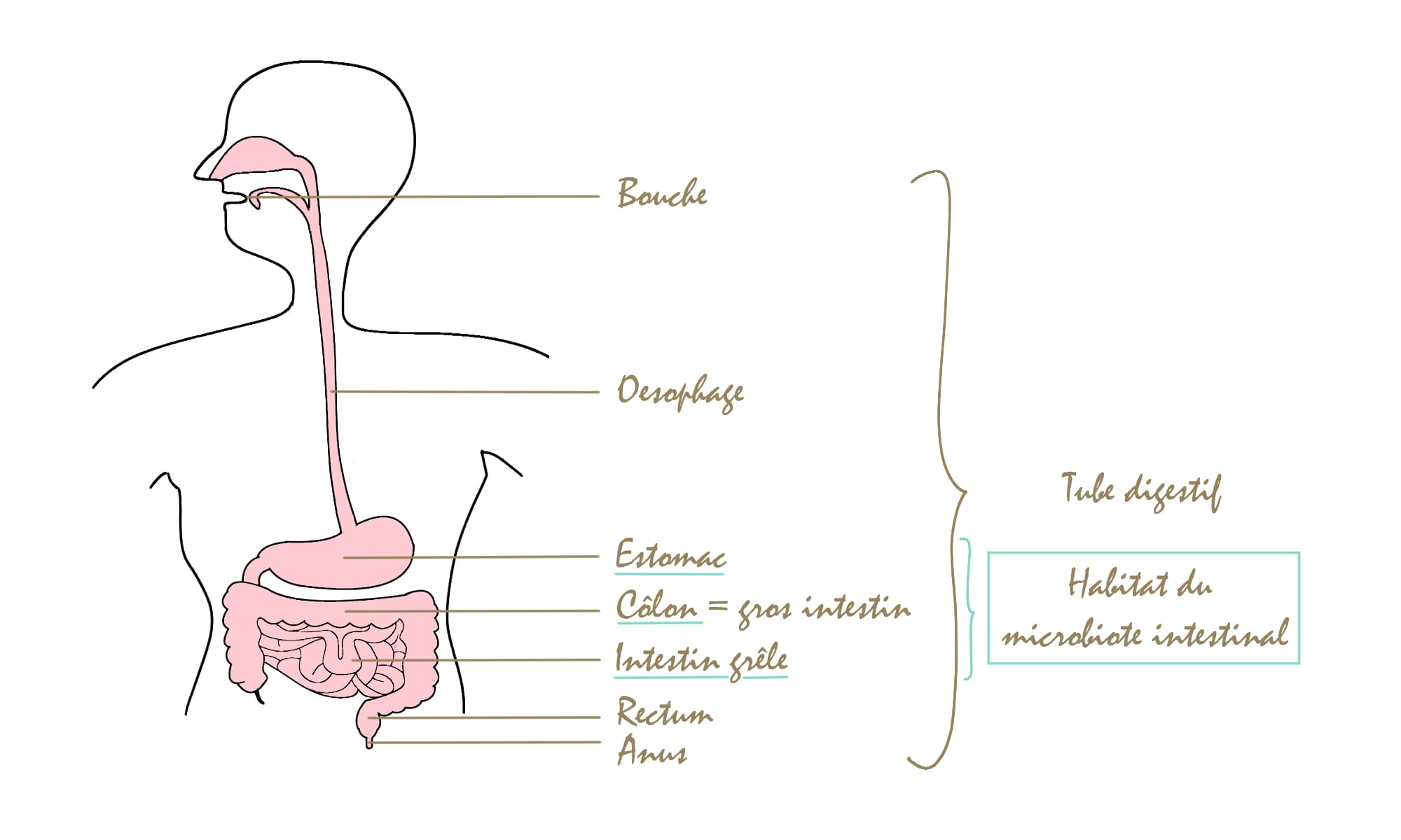 Tube digestif avec localisation du microbiote intestinal