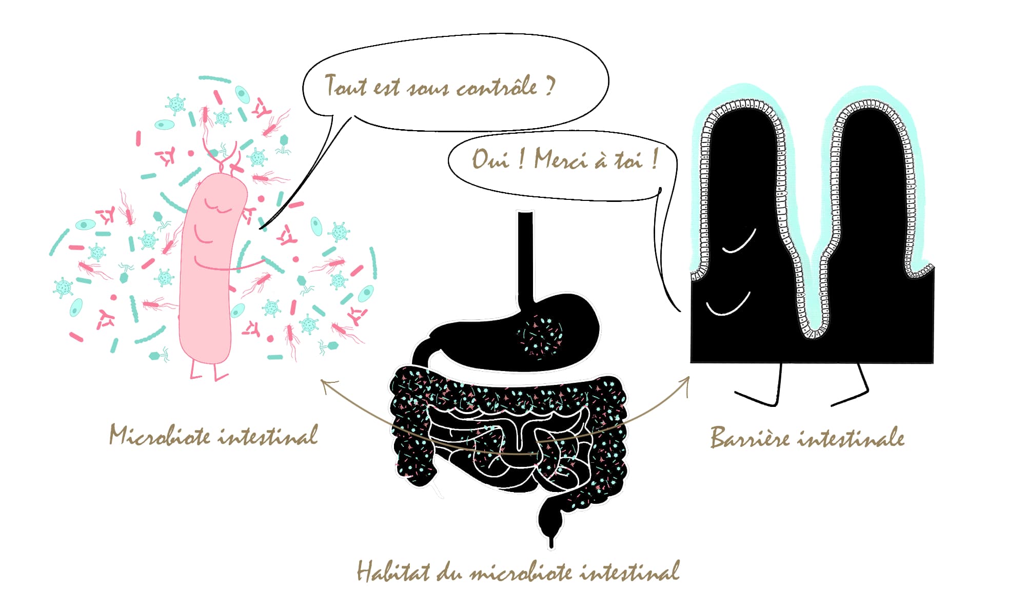 Le microbiote intestinal prend soin de la barrière intestinale