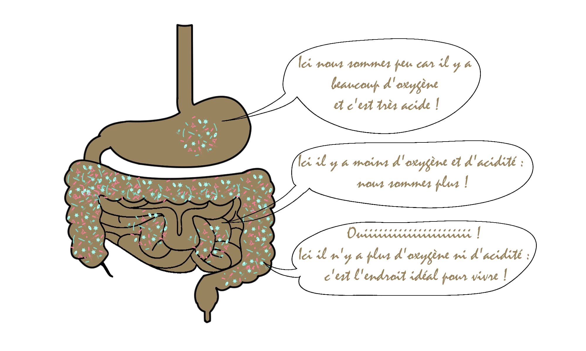 Comparaison de l'abondance des micro-organismes entre l'estomac, l'intestin grêle et le côlon