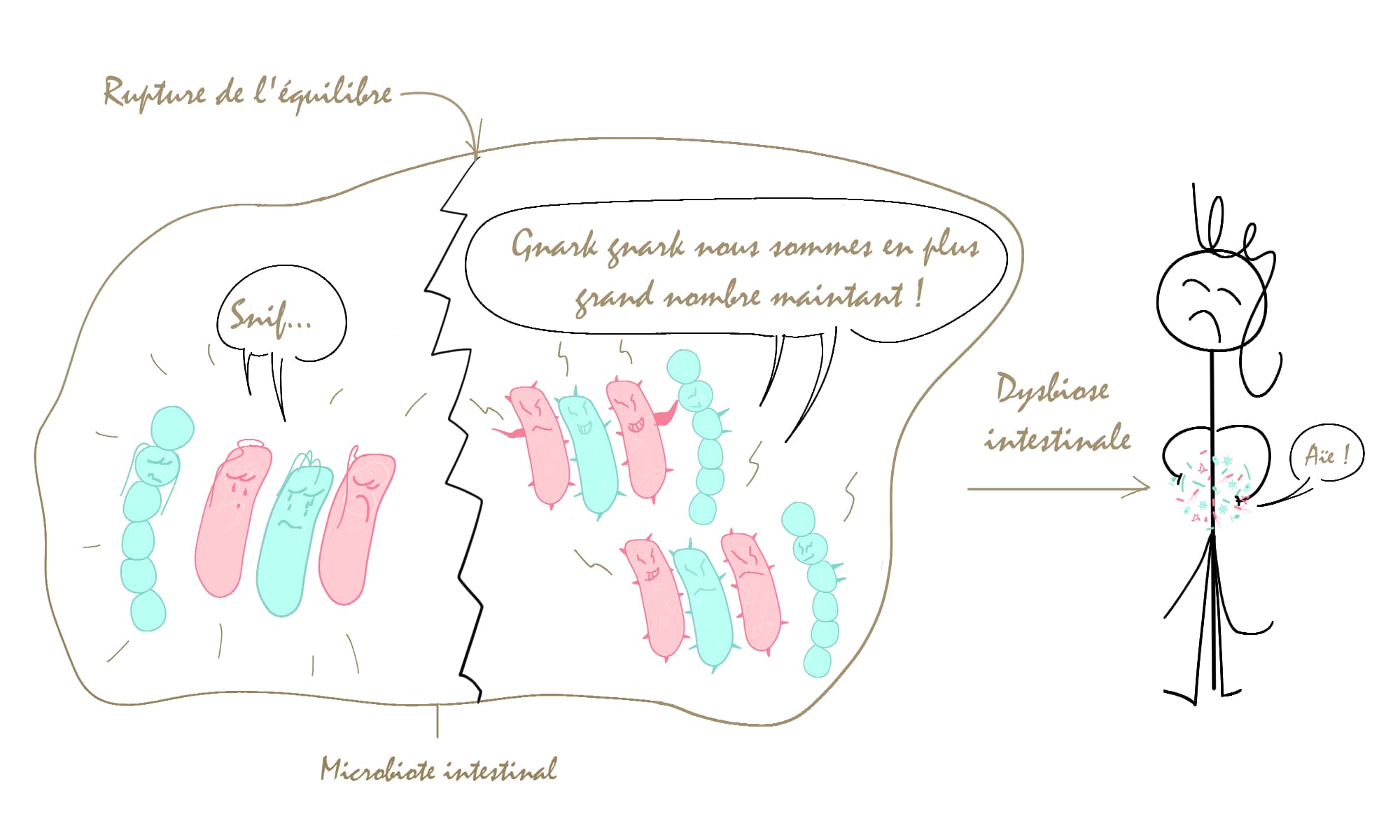 Une rupture de l'équilibre du microbiote intestinal conduit à une dysbiose intestinale