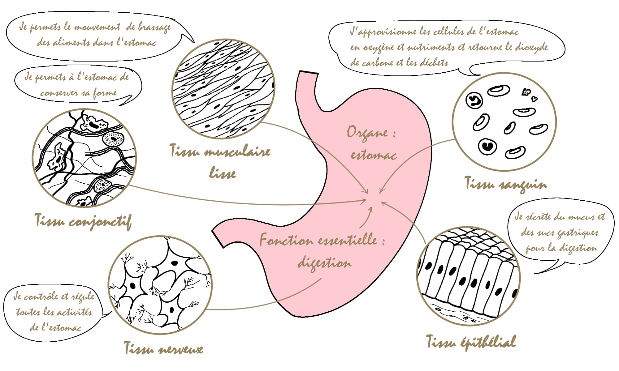 L’estomac est composé de cinq types de tissus qui lui permettent de digérer les aliments